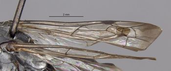 Media type: image;   Entomology 13706 Aspect: Wing front
